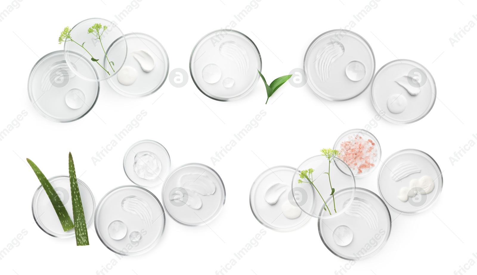 Image of Petri dishes with cosmetic products and plant isolated on white, top view. Set