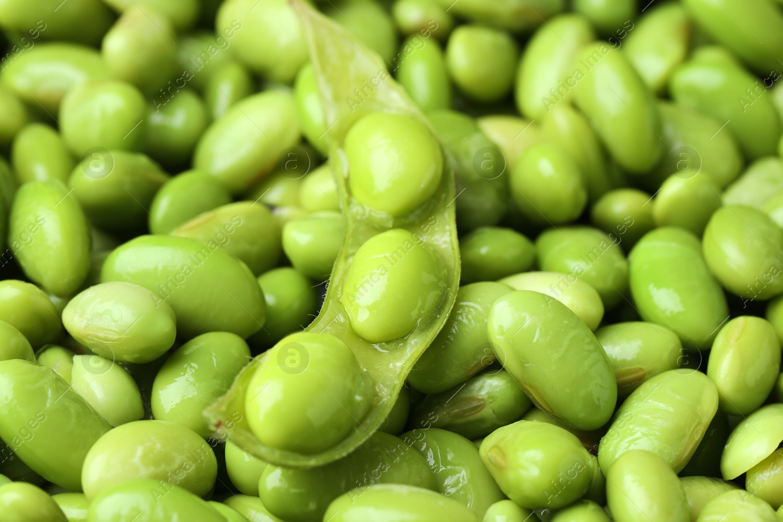 Photo of Fresh edamame pod on soybeans, closeup view