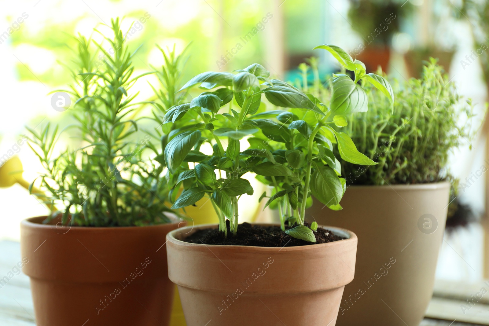 Photo of Different herbs growing in pots on blurred background, closeup