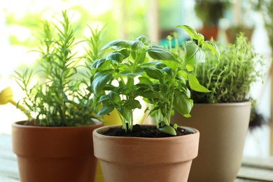 Photo of Different herbs growing in pots on blurred background, closeup