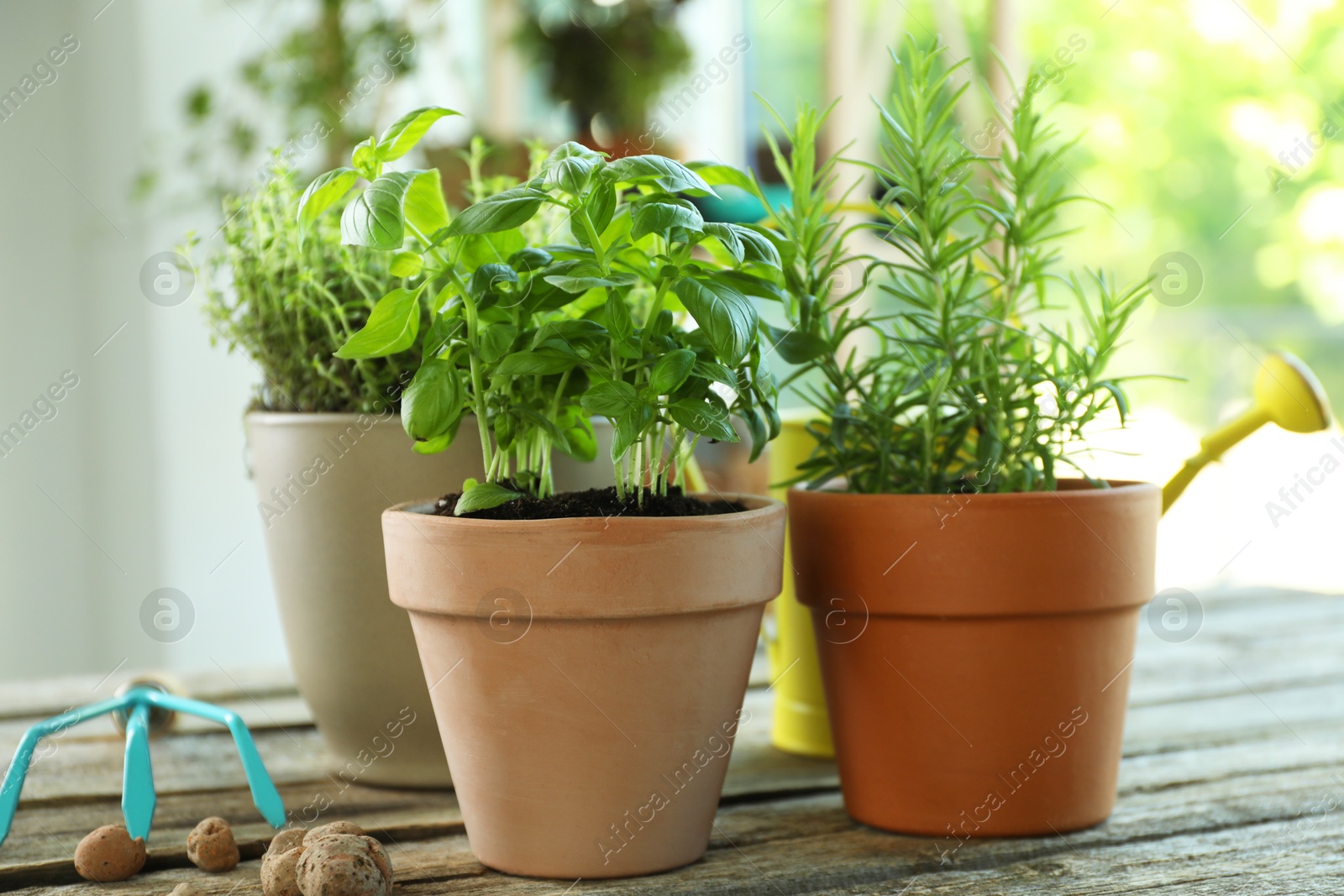 Photo of Different herbs growing in pots on wooden table, closeup