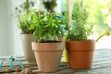 Photo of Different herbs growing in pots on wooden table, closeup