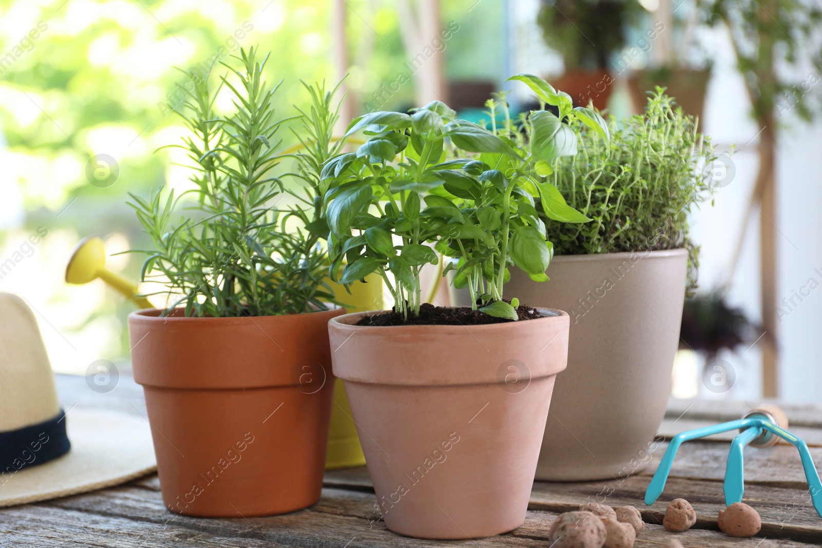 Photo of Different herbs growing in pots on wooden table, closeup