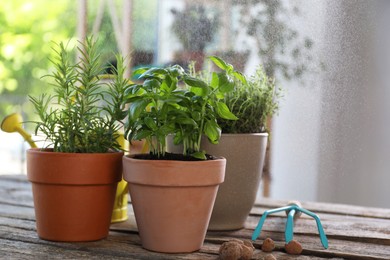 Photo of Spraying different herbs in pots on wooden table