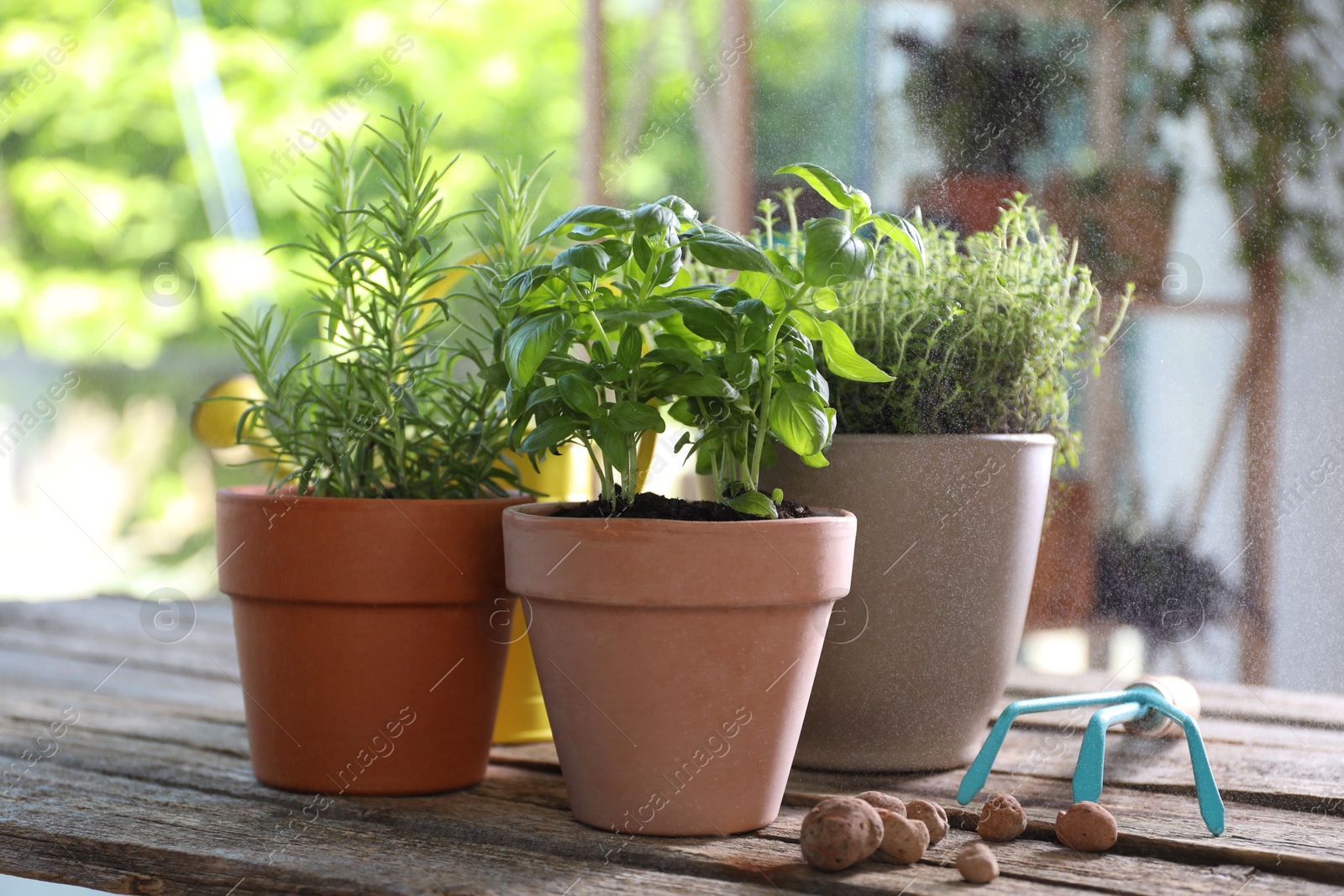 Photo of Spraying different herbs in pots on wooden table