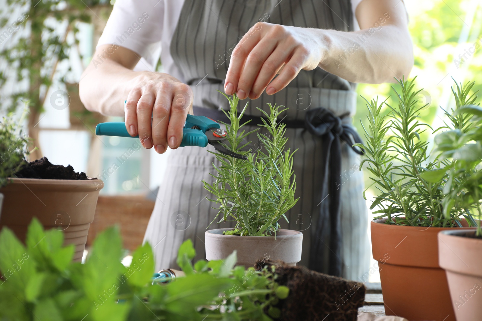 Photo of Woman pruning rosemary with secateurs at table among other potted herbs, closeup