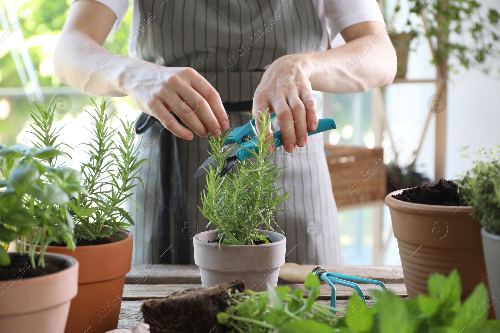 Photo of Woman pruning rosemary with secateurs at table among other potted herbs, closeup