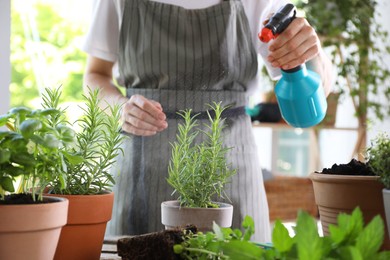 Photo of Woman spraying rosemary at table among other potted herbs, closeup