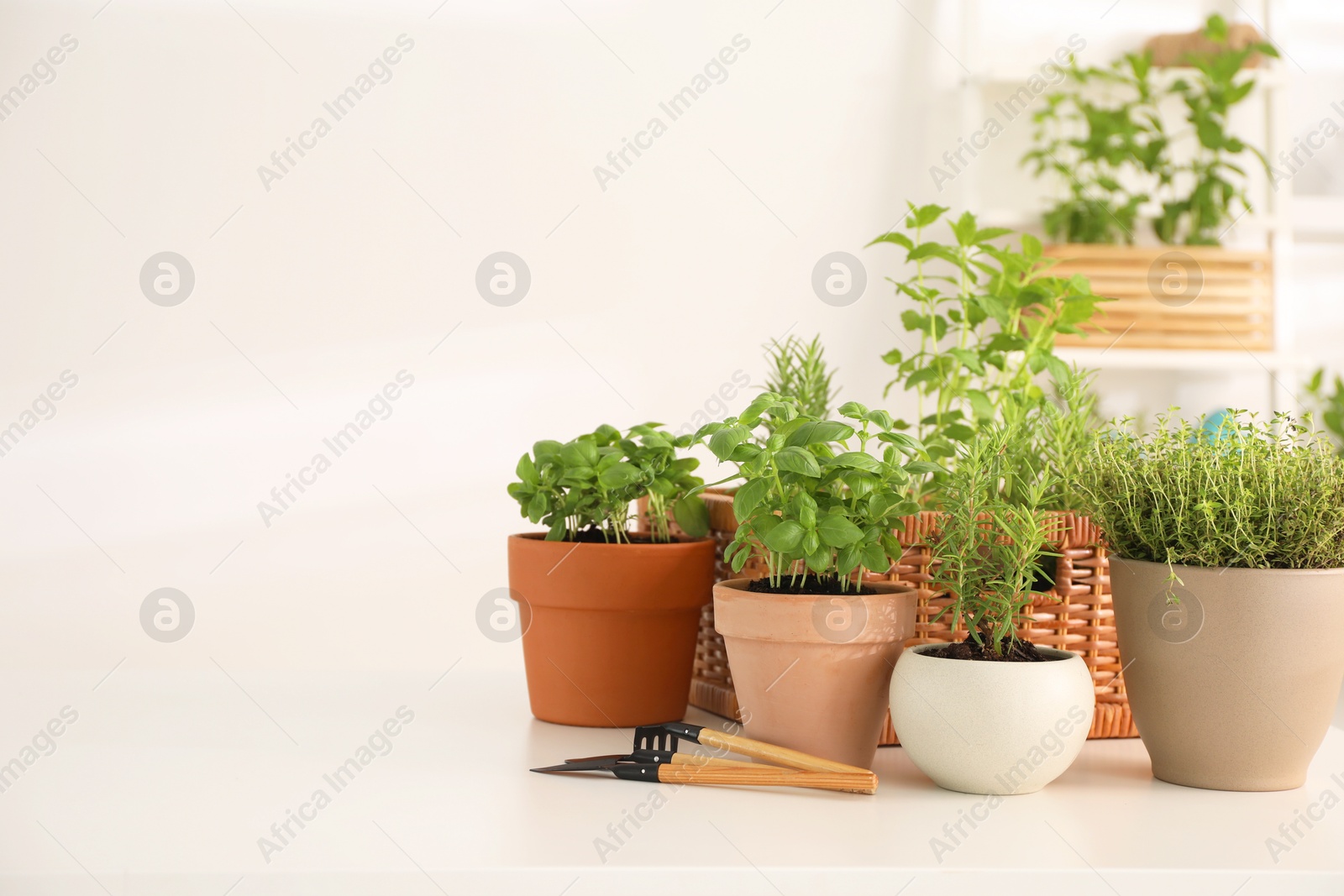 Photo of Potted herbs and gardening tools on white table indoors. Space for text