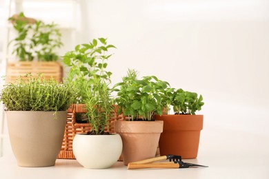 Potted herbs and gardening tools on white table indoors