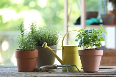 Different herbs growing in pots, rake and watering can on wooden table