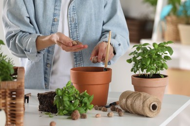 Photo of Transplanting herb. Woman putting clay pebbles into pot at table indoors, closeup