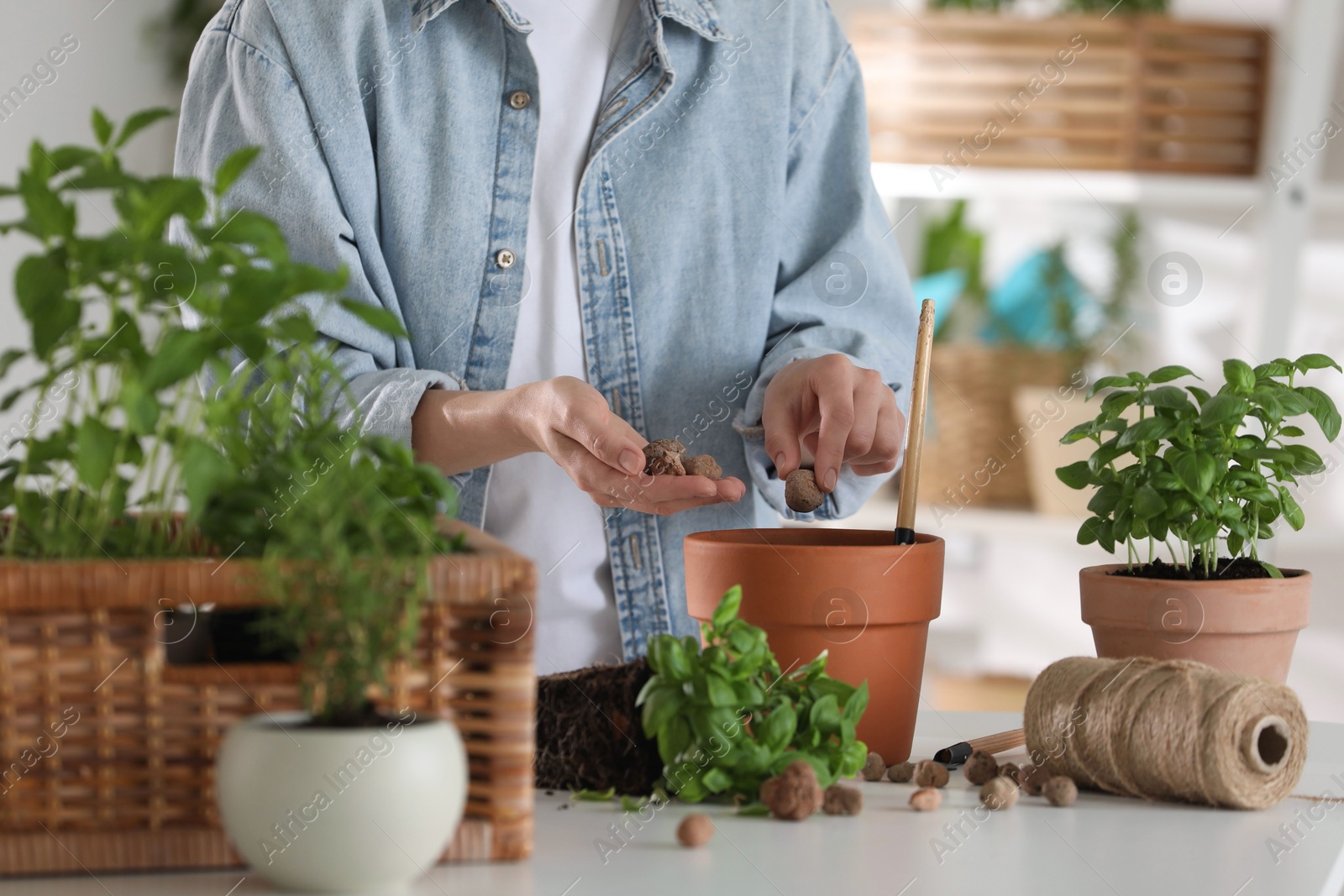 Photo of Transplanting herb. Woman putting clay pebbles into pot at table indoors, closeup