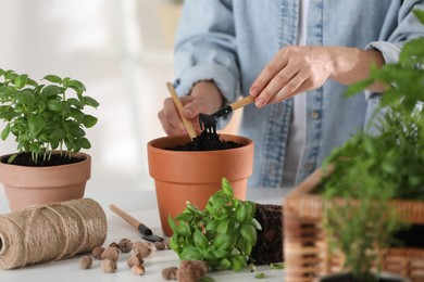 Photo of Transplanting herb. Woman loosening soil in pot at table indoors, closeup