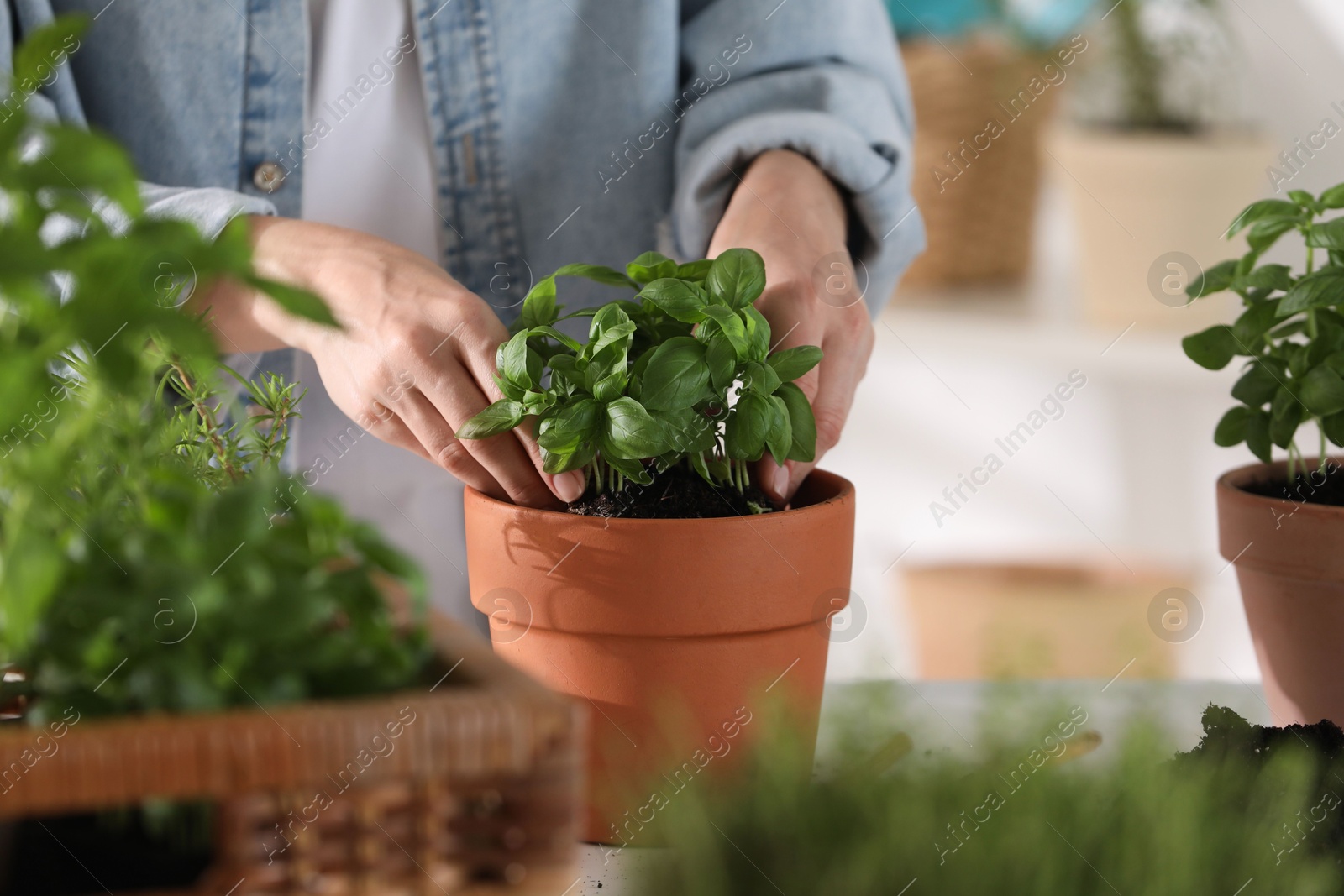 Photo of Woman transplanting herb into pot at table indoors, closeup