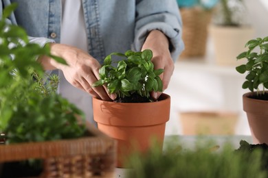 Woman transplanting herb into pot at table indoors, closeup