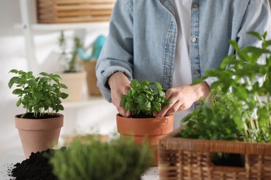 Woman transplanting herb into pot at table indoors, closeup