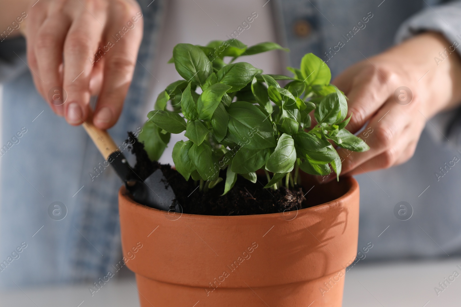 Photo of Woman transplanting herb into pot at table, closeup