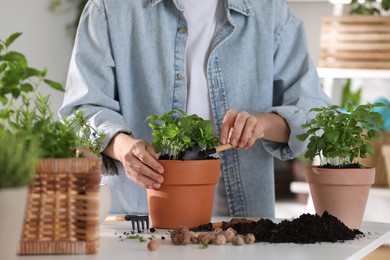 Woman transplanting herb into pot at table indoors, closeup