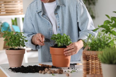 Woman transplanting herb into pot at table indoors, closeup