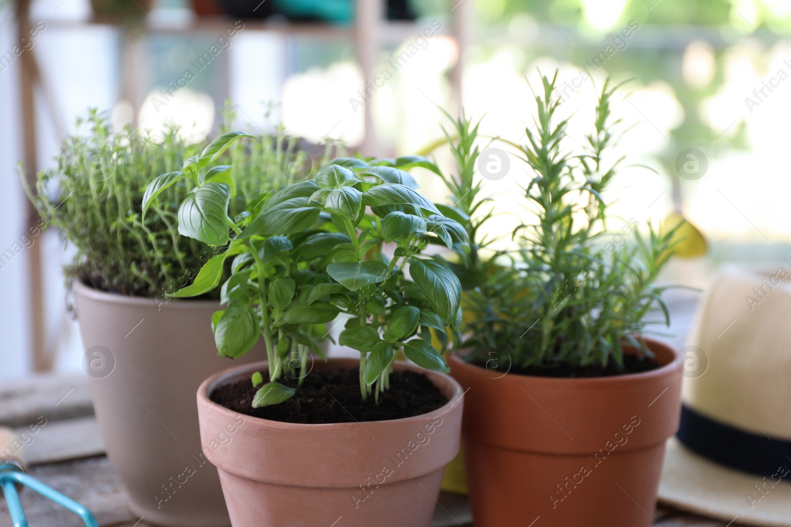 Photo of Different herbs growing in pots on wooden table, closeup