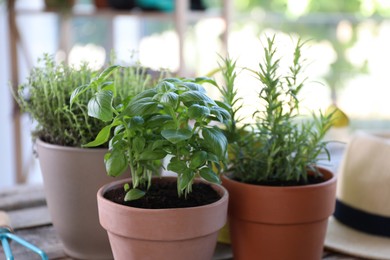 Different herbs growing in pots on wooden table, closeup