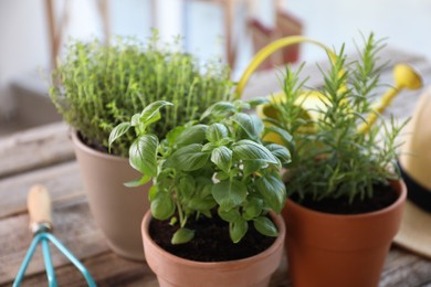 Photo of Different herbs growing in pots on wooden table, closeup