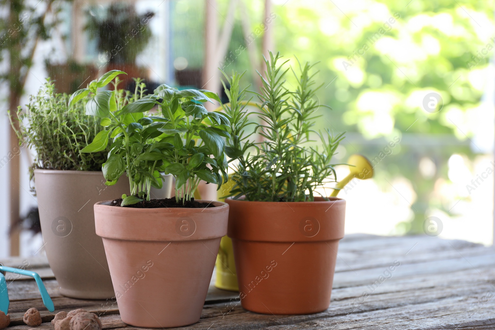 Photo of Spraying different herbs in pots on wooden table