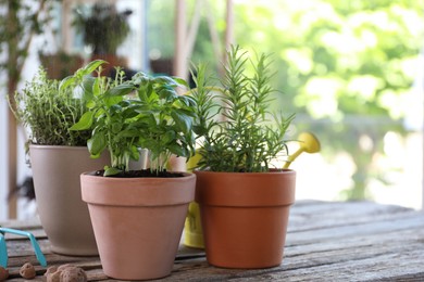 Spraying different herbs in pots on wooden table