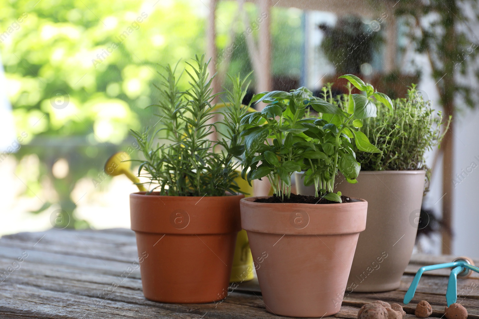 Photo of Spraying different herbs in pots on wooden table