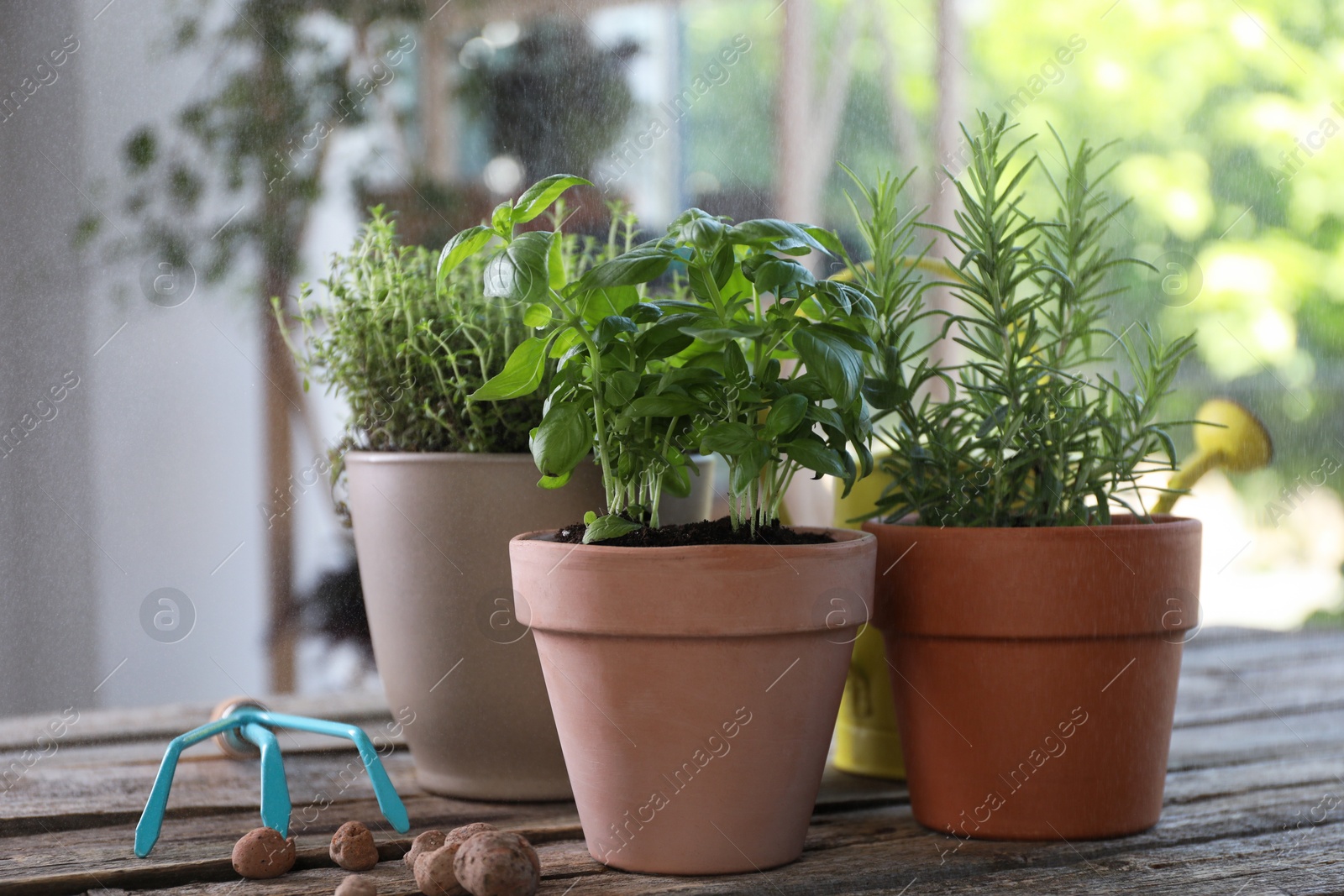 Photo of Spraying different herbs in pots on wooden table