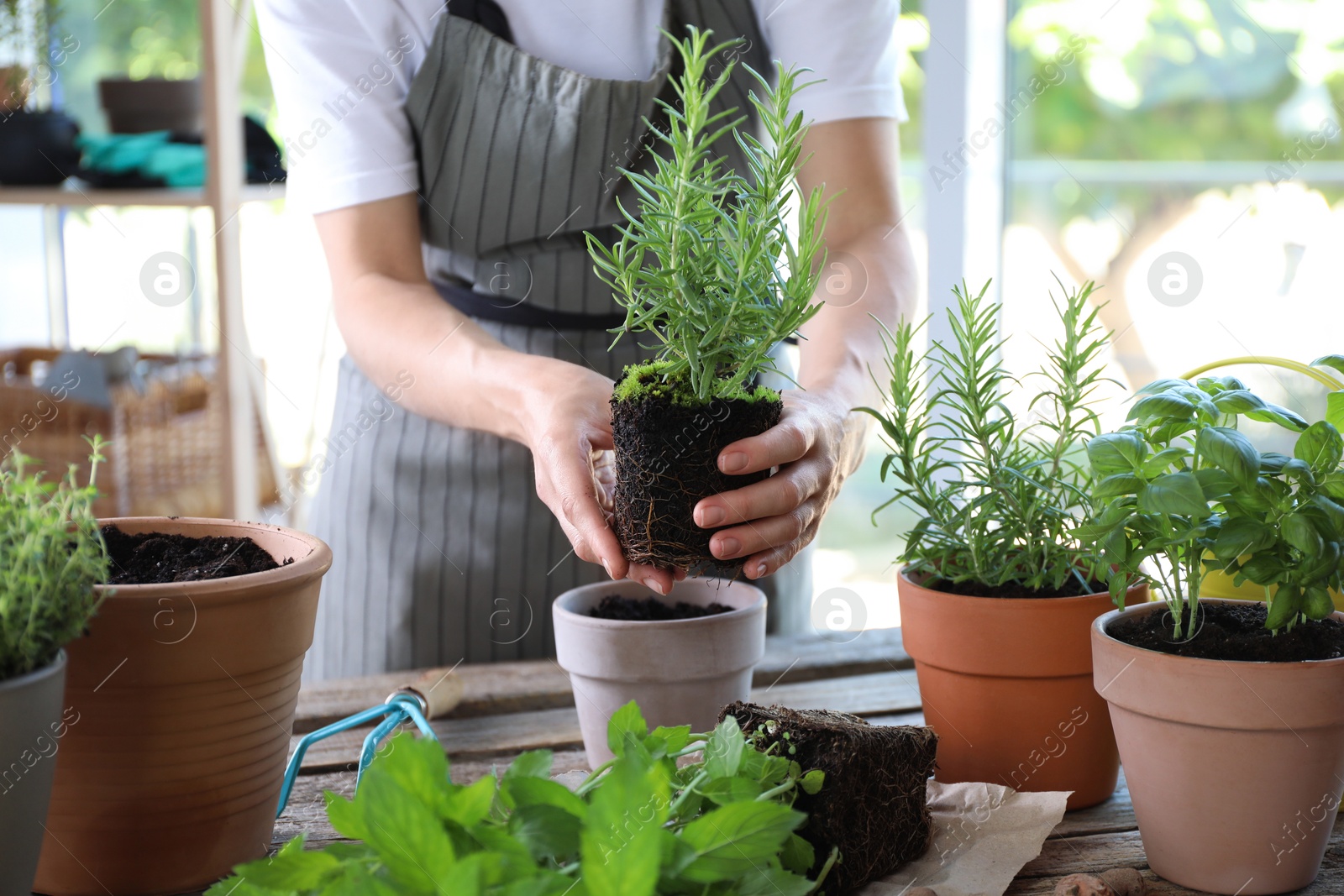 Photo of Woman transplanting herb into pot at table, closeup