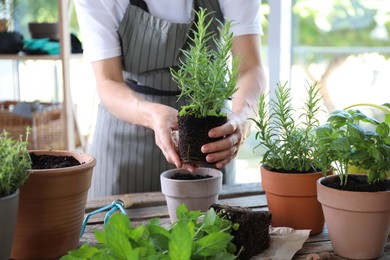 Woman transplanting herb into pot at table, closeup