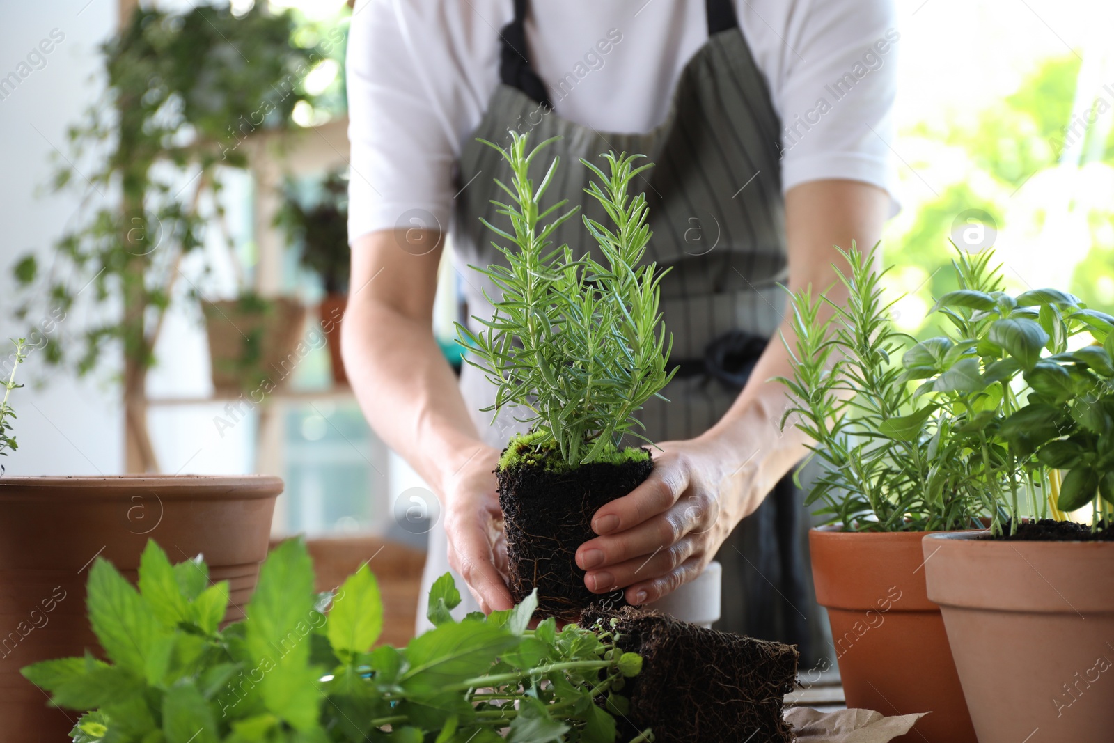 Photo of Woman transplanting herb into pot at table, closeup