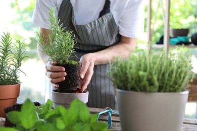 Woman transplanting herb into pot at table, closeup