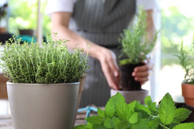 Woman transplanting different herbs at table, selective focus