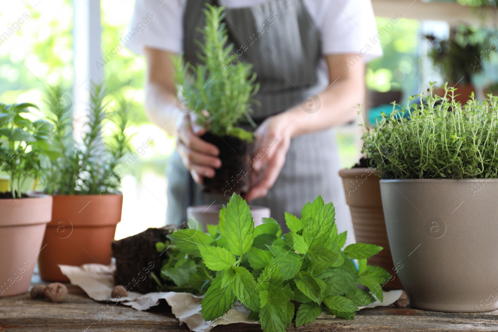 Photo of Woman transplanting different herbs at table, selective focus