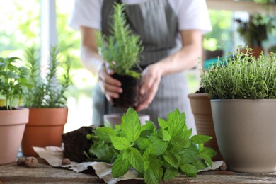 Woman transplanting different herbs at table, selective focus