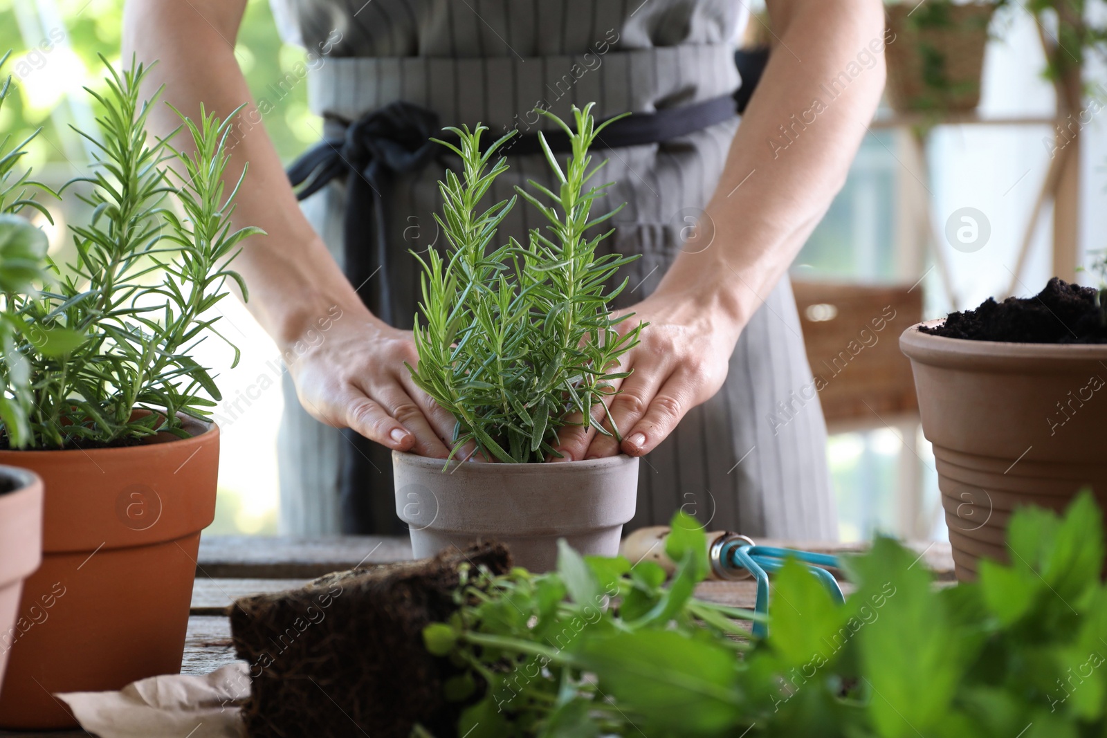 Photo of Woman transplanting herb into pot at table, closeup