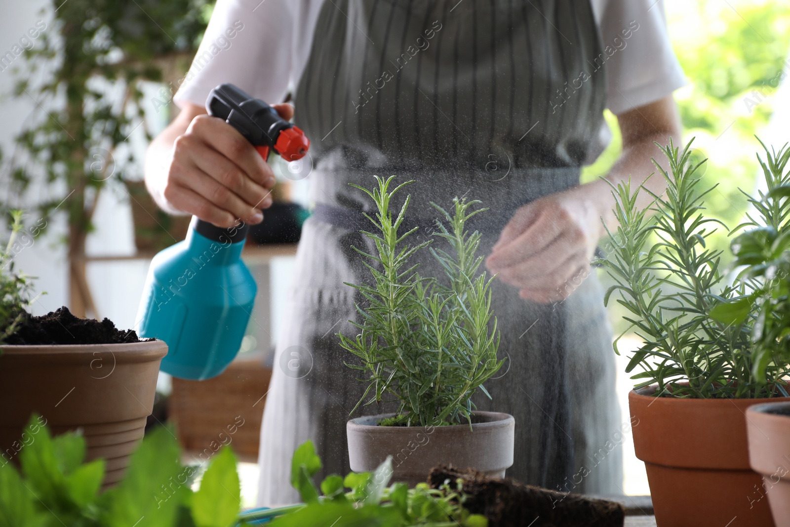 Photo of Woman spraying rosemary at table among other potted herbs, closeup