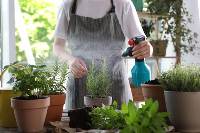 Photo of Woman spraying rosemary at table among other potted herbs, closeup