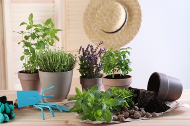 Photo of Transplanting mint. Different herbs growing in pots and gardening tools on wooden table