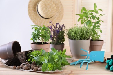 Transplanting herb. Mint in soil, gardening tools and potted plants on wooden table