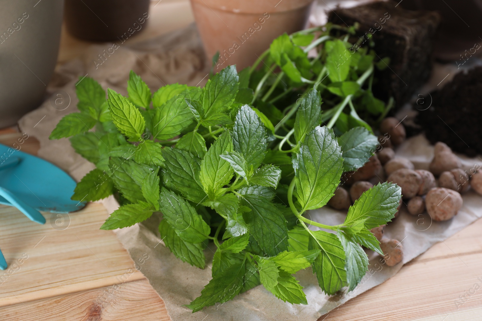 Photo of Transplanting herb. Mint in soil on wooden table, closeup