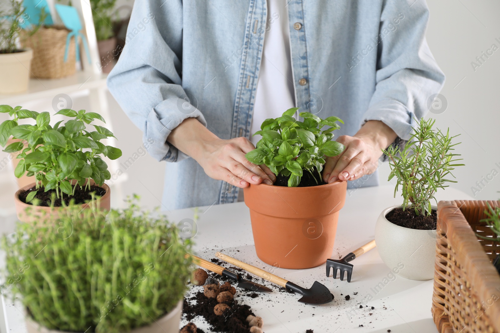 Photo of Woman transplanting herb into pot at white table, closeup