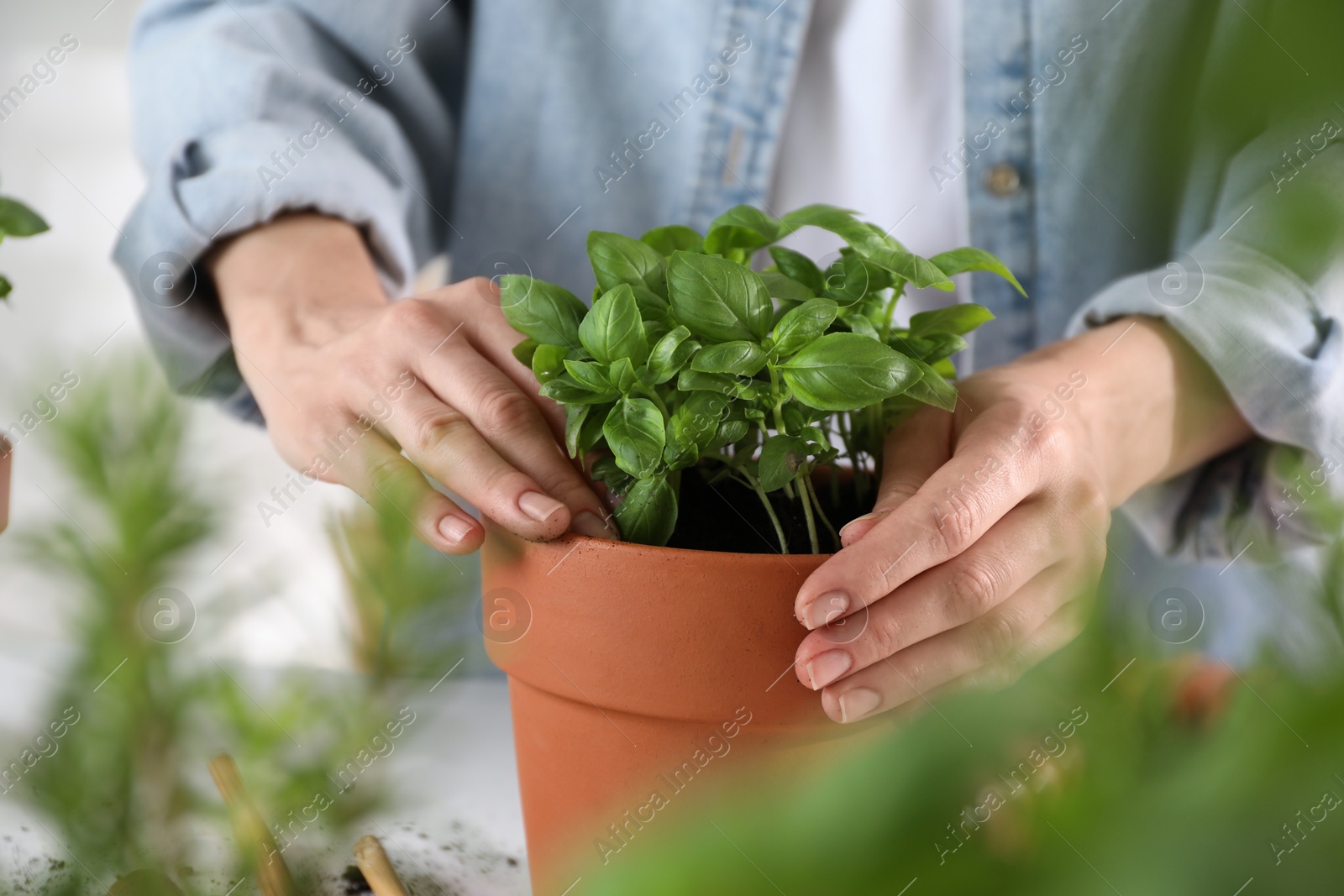 Photo of Woman transplanting herb into pot at table, closeup