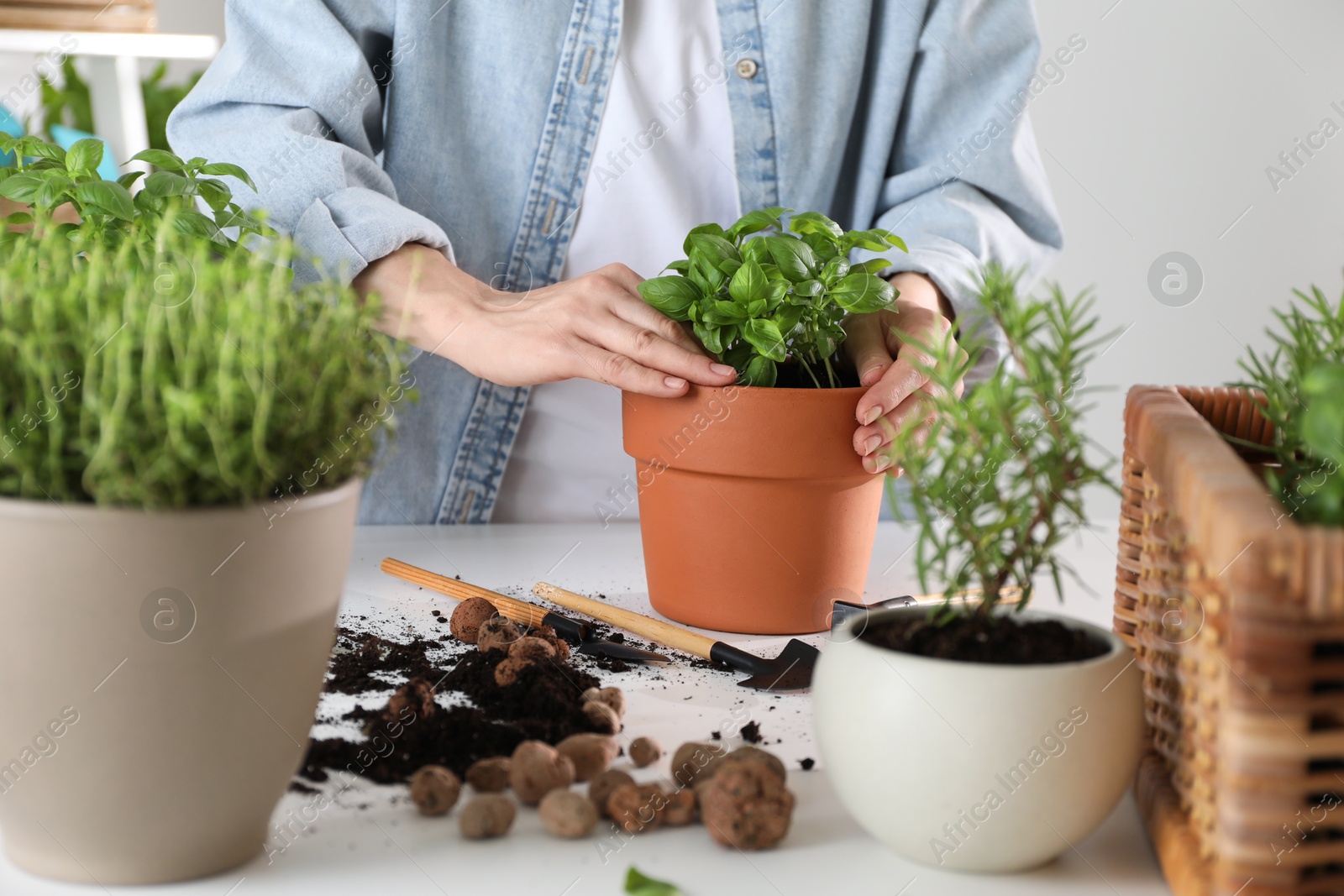 Photo of Woman transplanting herb into pot at white table, closeup