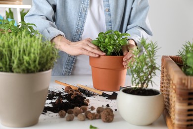 Woman transplanting herb into pot at white table, closeup