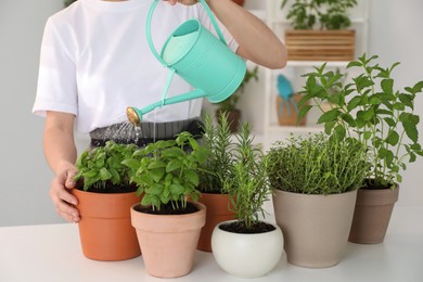 Woman watering different potted herbs at white table, closeup