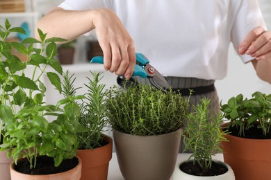 Photo of Woman pruning potted herbs with secateurs at table, closeup